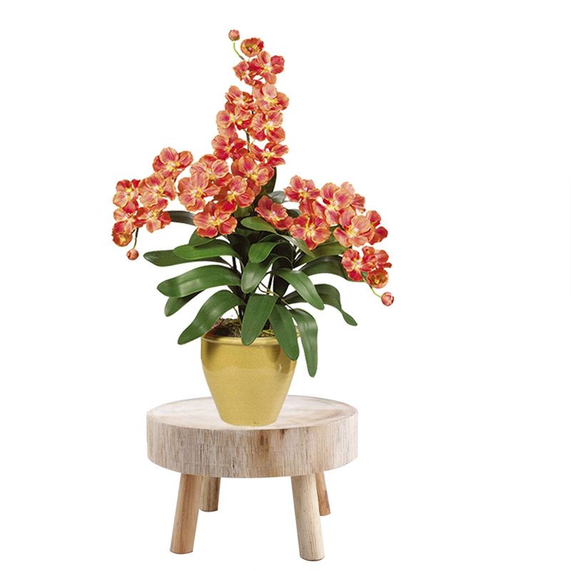 A53Q-Mini Wooden Stool Display - Bonsai Garden Display Stands recension och pris