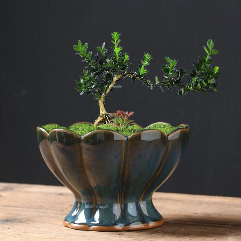 Kiln Transmutation Glazed Eggs - Bonsai Garden Art recension och pris